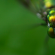Image for article titled 75 Close-Ups Of Bugs